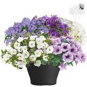Afbeelding van TP26 Patio Mix 4